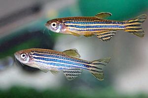 Zebrafish, um peixe com vocação para pesquisas genéticas
