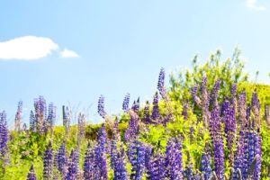 26 de Março – um dia para discutir a epilepsia e vestir roxo!