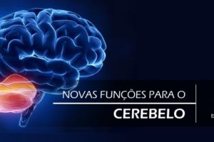 Para que serve o cerebelo? Estudo revela novas e inesperadas funções