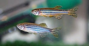peixe paulistinha zebrafish