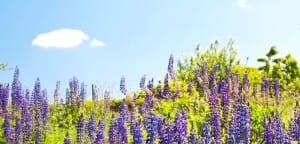 um dia para vestir roxo