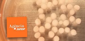 CEPID BRAINN - divulgacao agencia fapesp organoide epilepsia simoni avansini